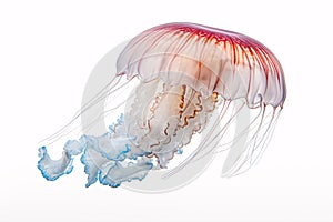 Isolated Australian Spotted Jellyfish drift on a white canvas