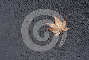 Isolated autumn leaf on ground