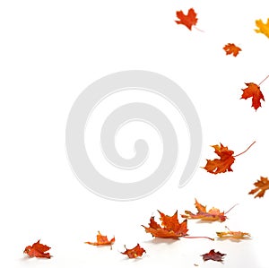 Isolated autumn leaves