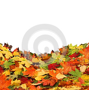 Isolated Autumn Leaves