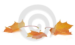 Isolated Autumn Leaves