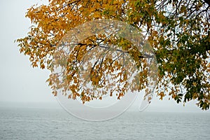 Isolated autumn leaves on branch. Lake Erie in the foggy background