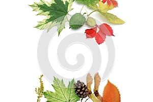Isolated autumn leaves and cones frame on white background. fall flat lay, top view creative objects. Elements for