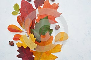 Isolated autumn leaves and cones on white background. fall flat lay, top view creative objects. Elements for