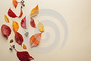 Isolated autumn leaves. Multicolored fallen autumn leaves isolated on soft yellow background