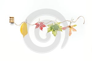 Isolated autumn leaves, plants and rope with place for your text on white background. fall flat lay, top view creative