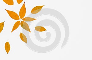 Isolated autumn leaves on the white background with copy space