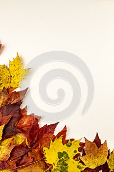Isolated autumn leaves on white, place for text, photo background.