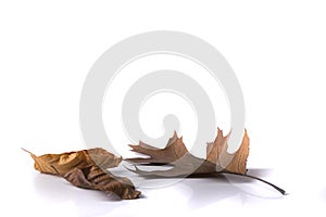 Isolated autumn maple leaves foliage over a white background. I