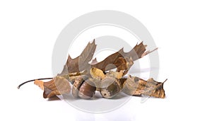 Isolated autumn maple leaves foliage over a white background. I