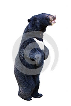 An isolated baby black bear is standing up in white background photo