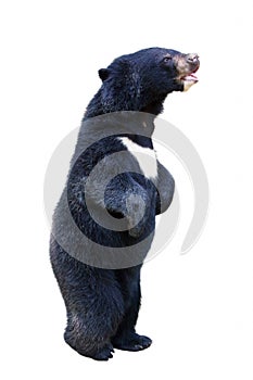 An isolated baby black bear is standing up in white background