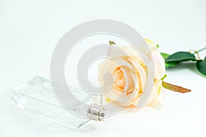 isolated background empty perfume bottle and beautiful rose place on table with copy space. image for flower, beauty, cosmetic, p