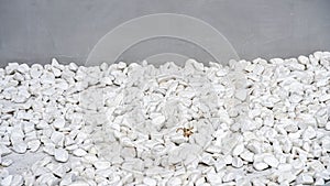 Isolated background of the white big pebbles and a wall