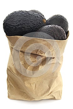 Isolated Bag Full of Avocados