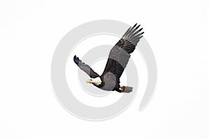 Isolated Bald Eagle