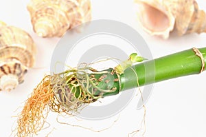 Isolated bamboo root