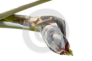 Isolated Banana flower on a white background