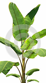 Isolated banana tree leaves pattern on clean white background