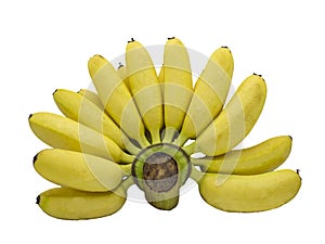 Isolated banana on the white background