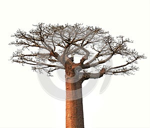 Isolated Baobab tree from Madagascar
