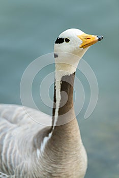 Isolated bar-headed goose