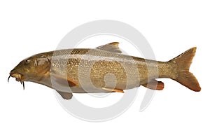 Isolated barbel fish