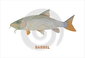 Isolated barbel fish. photo