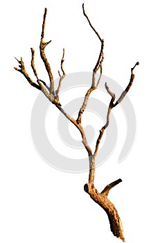 Isolated Bare Tree