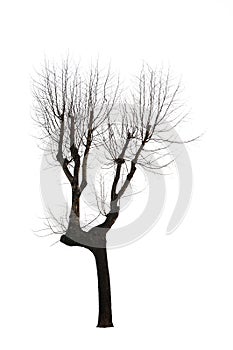 Isolated Bare Tree