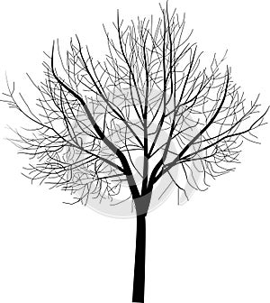 Isolated bare tree illustration