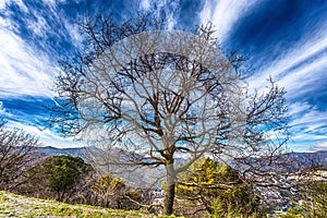 Isolated bare tree near a mountain path under a blue cloudy sky