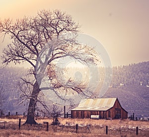 Isolated barn in a rural field with a tree nearby