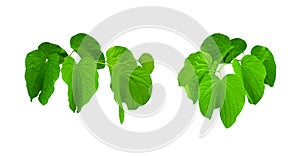 Isolated Bauhinia Malabarica or Orchid Tree leaves with clipping paths on white background