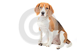 Isolated beagle dog portrait