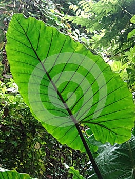 isolated beautiful big green leaf in botanical Garden in singapore