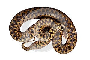 Isolated beautiful common adder