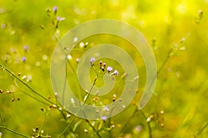 Isolated flower on green field