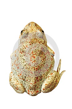 Isolated beautiful garlic toad photo