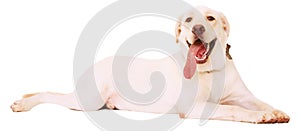 Isolated Beautiful Male Labrador Resting On Floor