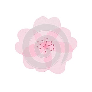 Isolated beautiful tender watercolor sakura flower with light pink transparent petals