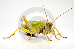 Isolated beauty Conehead Grasshopper, Ruspolia nitidula, on white backdrop