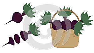 isolated beet on white background