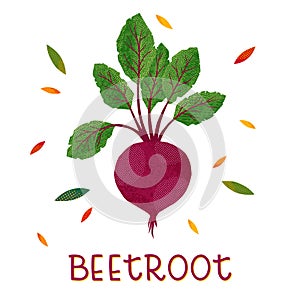 Isolated beetroot with haulm on a white background