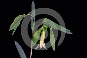 Isolated Bellwort or Merrybell flower.
