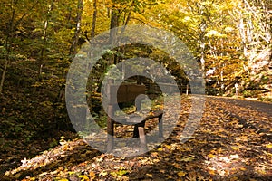Isolated bench under autumn trees