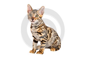 Isolated bengal kitten sitting on white background