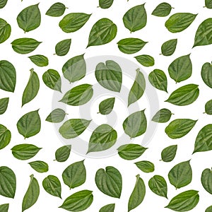 Isolated betel leaf seamless pattern in white background