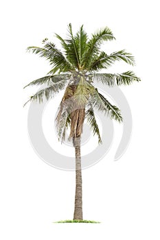 Isolated big coconut tree on White Background.