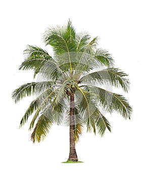 Isolated big coconut tree on White Background